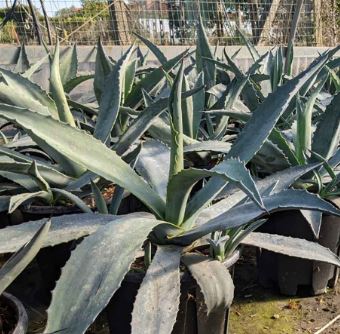Agave Species, Century Plant, American Aloe, Maguey