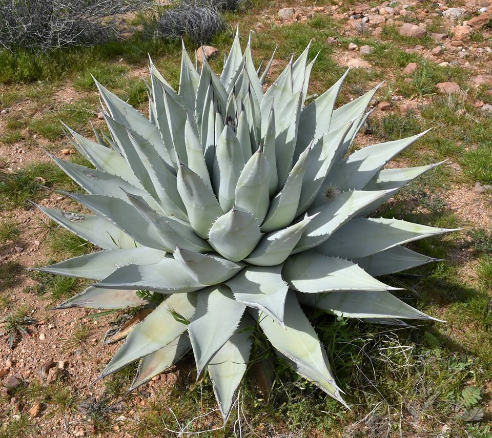 Agave Secies, Desert Agave, Century Plant, Maguey