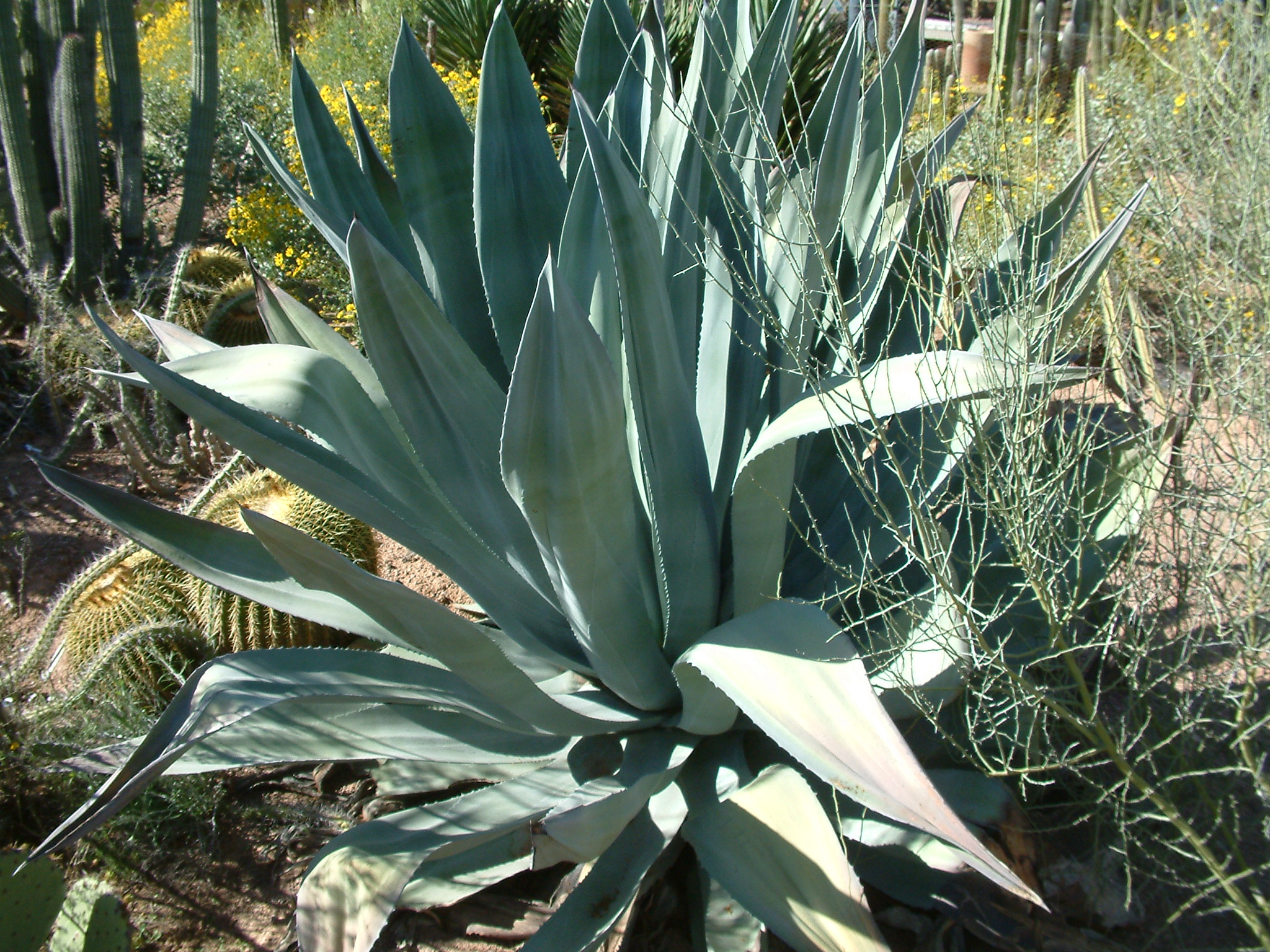 Agave Species, Century Plant, Maguey