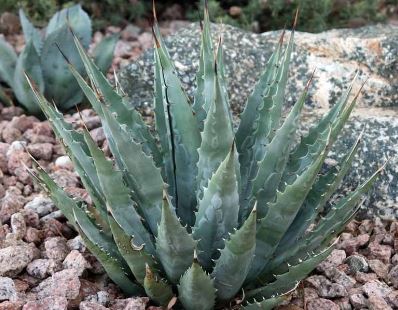 Agave Species, McKelveys Century Plant, Maguey