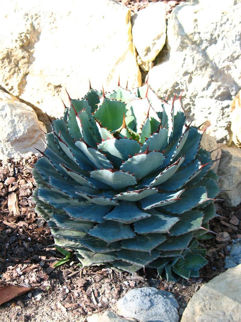 Agave, Butterfly Agave, Century Plant, Maguey Kichiokan