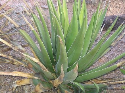 Agave Species, Triangle Agave, Century Plant, Maguey