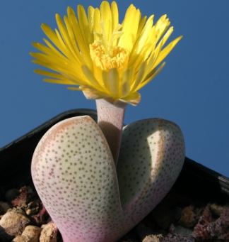 Dinteranthus Species