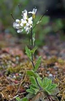 Arabis Species, Alpine Rock Cress, Rockcress