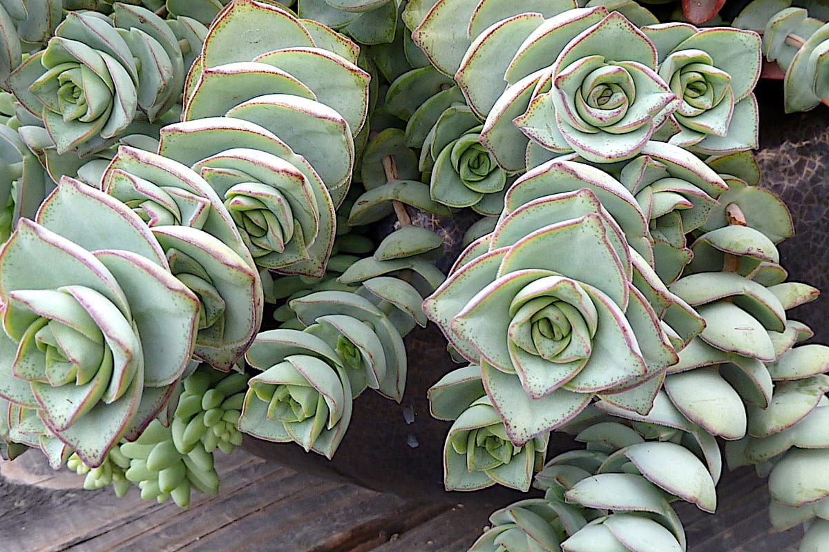 Crassula Species