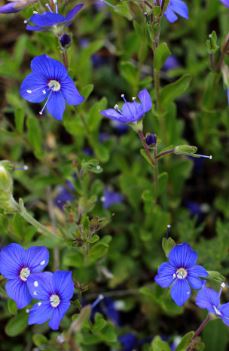 Veronica Species, Alpine Speedwell, Rock Speedwell