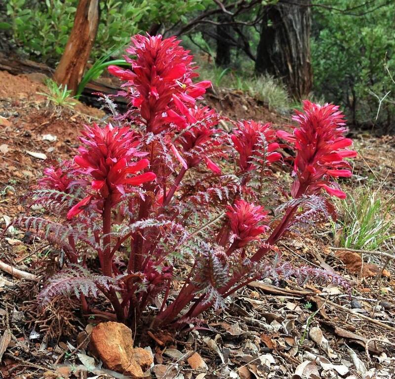 Pedicularis Species, Indian Warrior, Warriors Plume