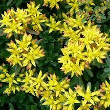 Sedum, Kamschatka Stonecrop, Russian Stonecrop Weihenstephaner Gold