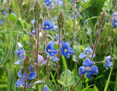 Veronica Species, Birds-Eye Speedwell, Cats Eyes, Germander Speedwell,