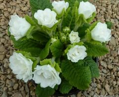 Primula, Double English Primrose 'Dawn Ansell'
