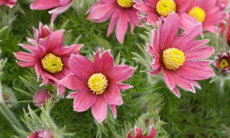 Pulsatilla, Pasque Flower Rubra