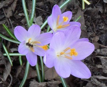 Early Crocus, Tommasinis Crocus, Snow Crocus, Tommies Whitewell Purple
