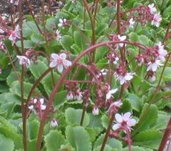 Saxifraga Species, London Pride, Prattling Parnell, St. Patricks Cabbage, Whimsey