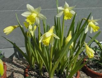 Miniature, Trumpet Daffodil, Trumpet Narcissus Topolino