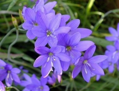 Geissorhiza Species, Satinflower, Wine-Cup