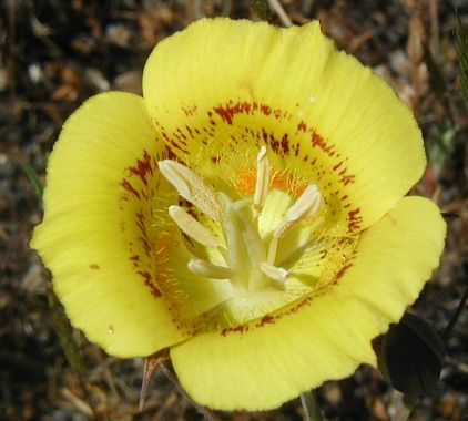 Calochortus Species, Yellow Mariposa Lily