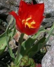 Species Tulip, Botanical Tulip, Vvedenskys Tulip