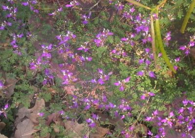 Black Dalea, Black Prairie Clover