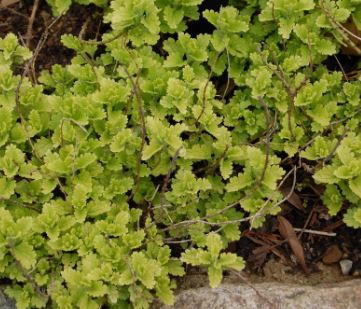 Teucrium, Creeping Germander, Wall Germander Summer Sunshine