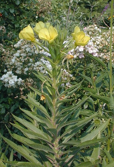 Oenothera Species, Evening Primrose