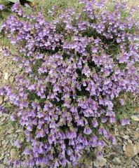 Penstemon Species, Beard Tongue, Bush Penstemon, Pride of the Mountain, Shrubby Penstemon