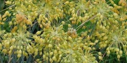 Allium, Fragrant Yellow Allium, Small Yellow Onion