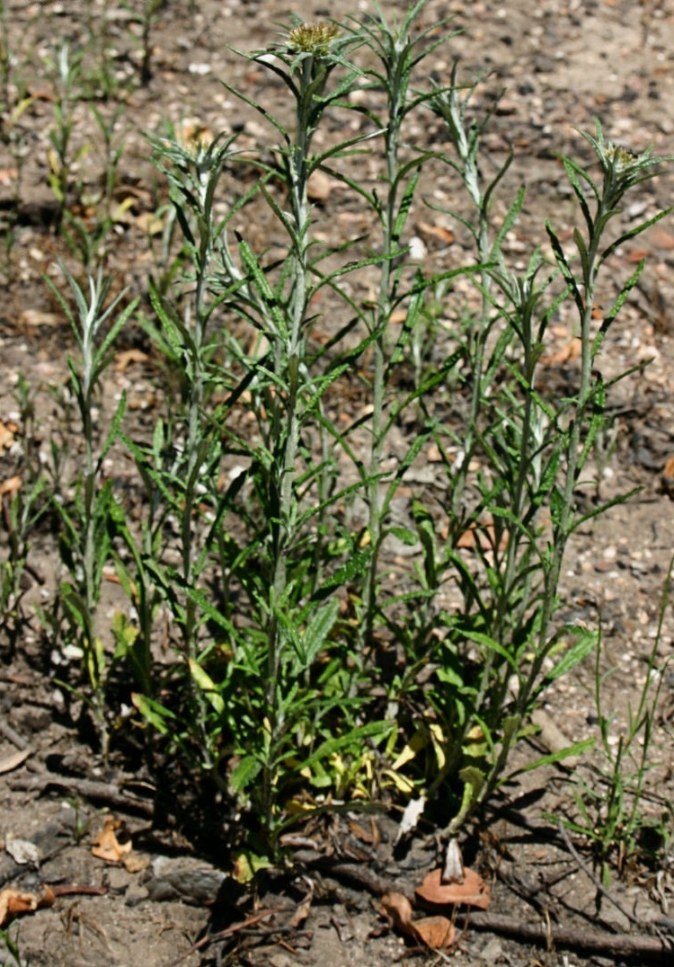 Cudweed, Tropical Creeping Cudweed, Star-cudweed