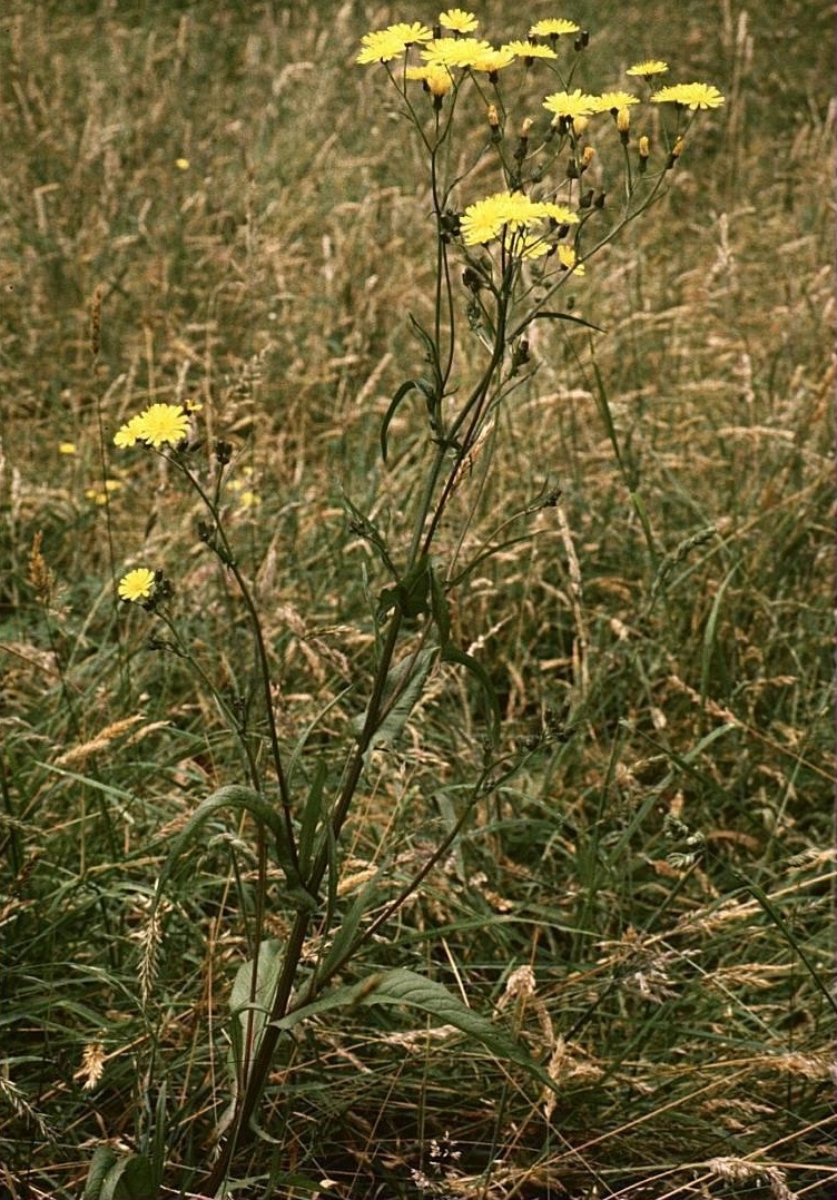 Smooth Hawksbeard