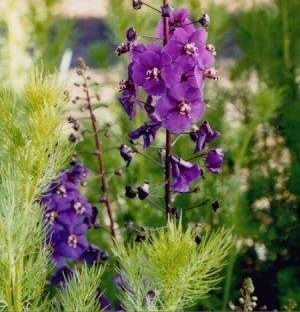 Species, Wild Verbascum, Purple Mullein