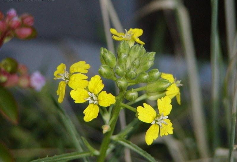 Erysimum Species, Franciscan Wallflower, San Francisco Wallflower