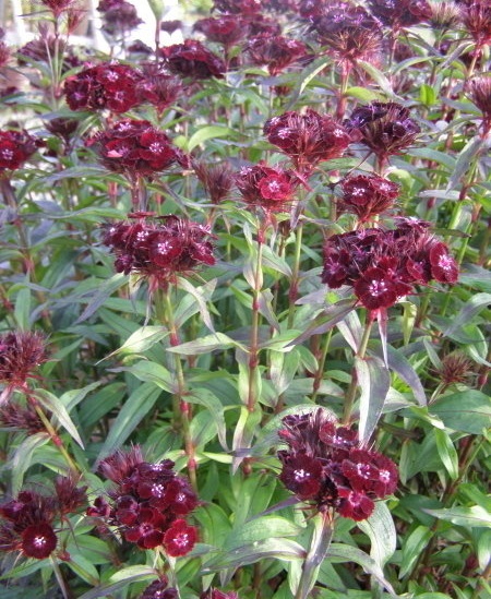 Dianthus, Sweet William Nigricans