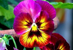 Viola, Garden Pansy, Pansy 'Wine Flash'
