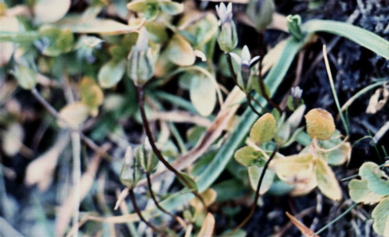 Danes Dwarf Gentian, Slender Gentian