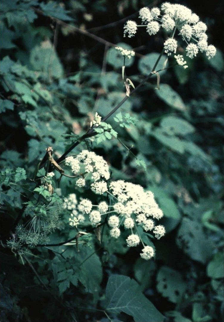 Angelica Species, Du Huo