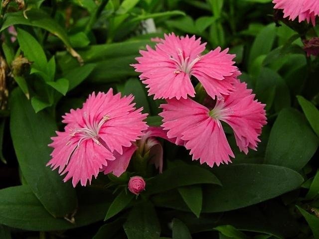 Dianthus, China Pinks Telstar Salmon