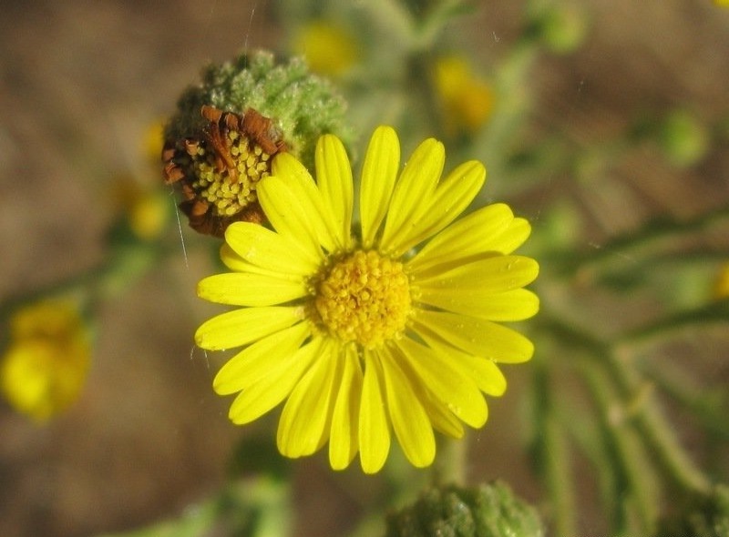 Heterotheca Species, Silk-Grass Goldenaster Telegraph Weed, Telegraphweed