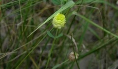 Trifolium Species, Golden Trefoil, Large Hop Trefoil, Hop Clover, Yellow Clover