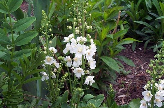 Verbascum, Hybrid Mullein, Ornamental Mullein Flush of White