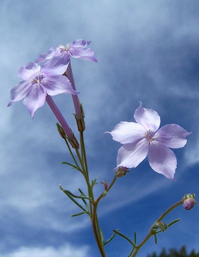 Flax-flowered Ipomopsis