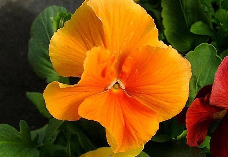 Viola, Garden Pansy, Pansy Crown Orange