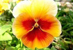 Viola, Garden Pansy, Pansy 'Ultima Beacon Bronze'