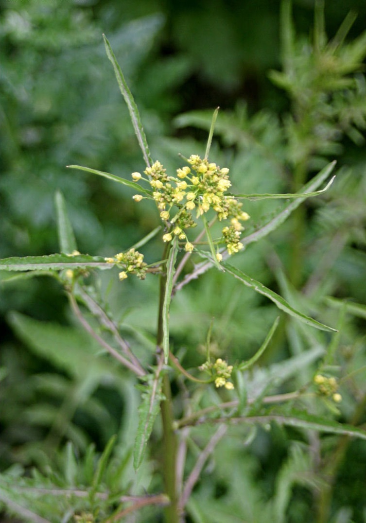 Bog yellowcress