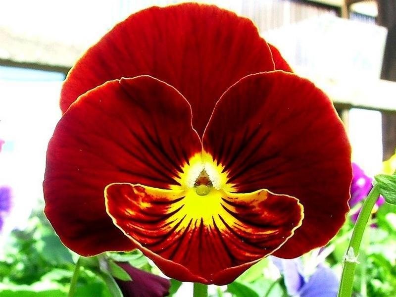 Viola, Garden Pansy, Pansy Crystal Bowl Mix