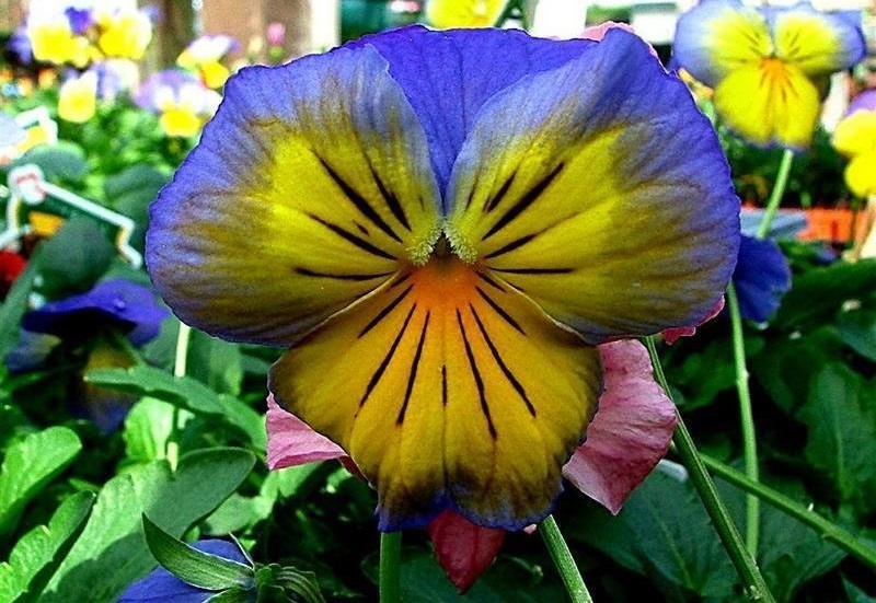 Viola, Garden Pansy, Pansy Morpho Butterfly