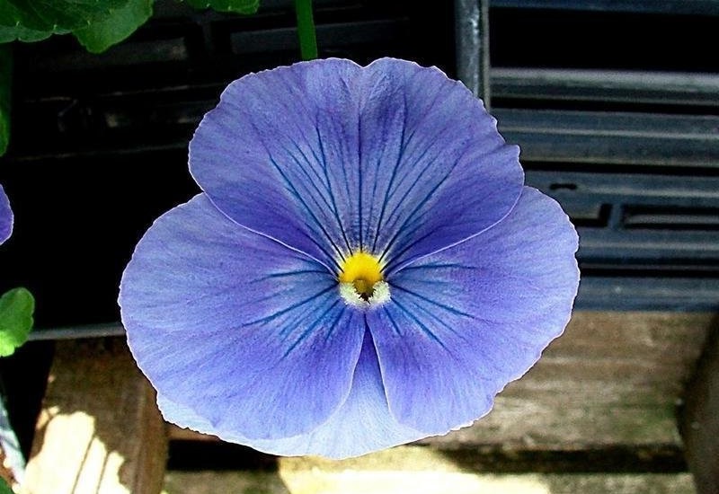Viola, Garden Pansy, Pansy Crystal Bowl True Blue