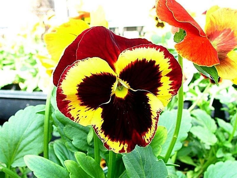 Viola, Garden Pansy, Pansy Majestic Giants II Bonfire Mix