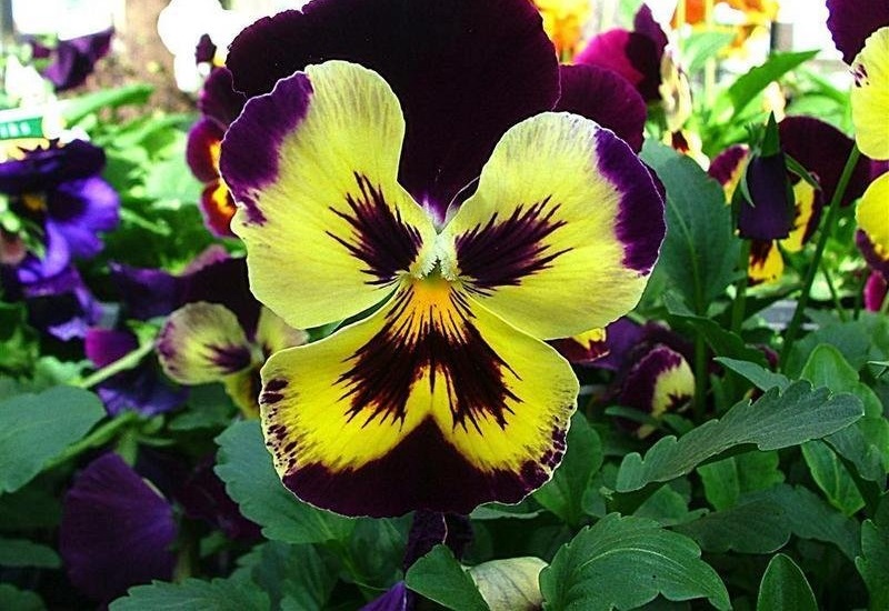 Viola, Garden Pansy, Pansy Purple Baron
