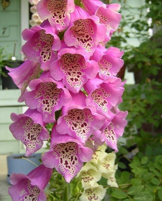 Digitalis, Common Foxglove, Ladys Glove Camelot Rose
