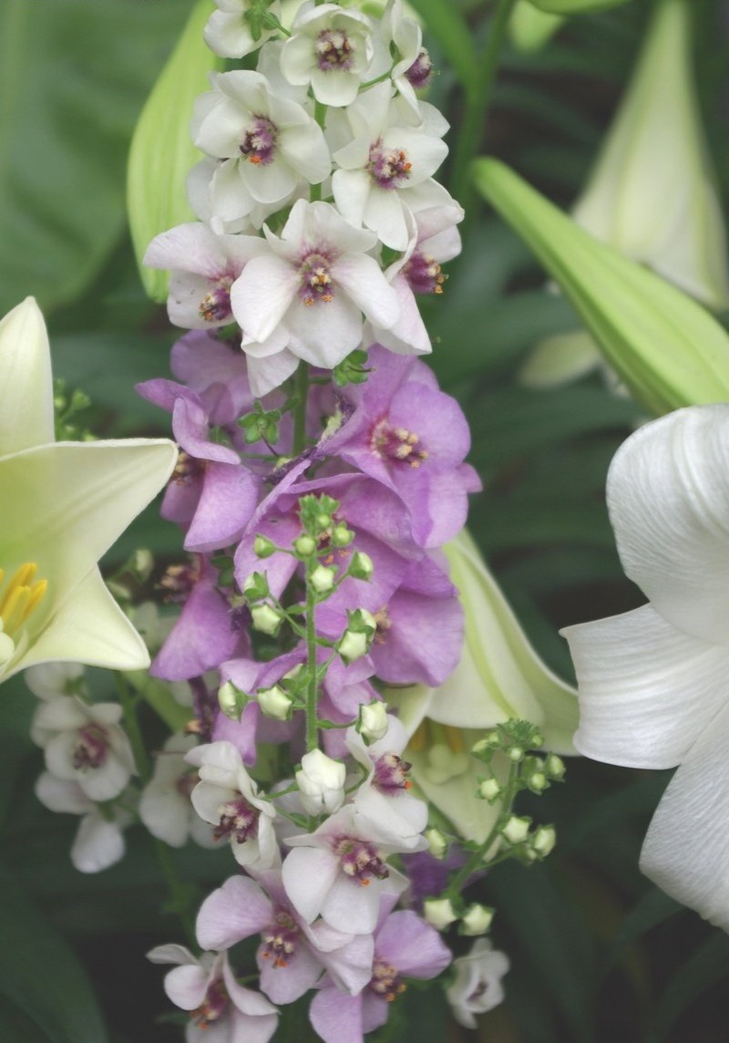 Verbascum, Dwarf Hybrid Mullein, Ornamental Mullein Sugar Plum