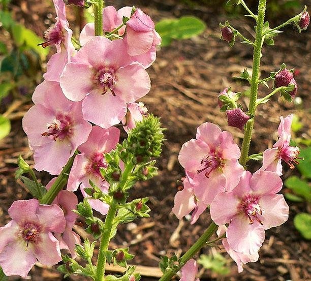 Verbascum, Hybrid Mullein, Ornamental Mullein Summer Sorbet